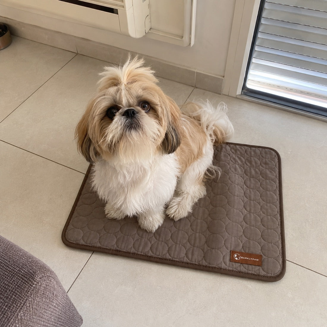 Shih tzu on the coffee brown cooling mat