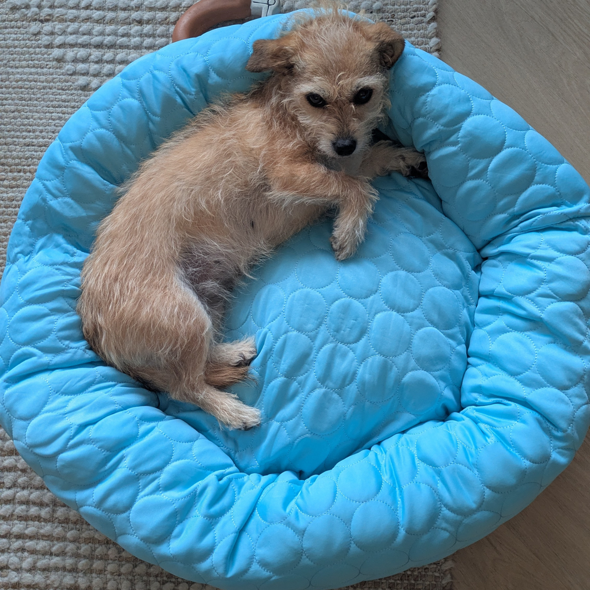 Cooling donut bed for dogs in blue