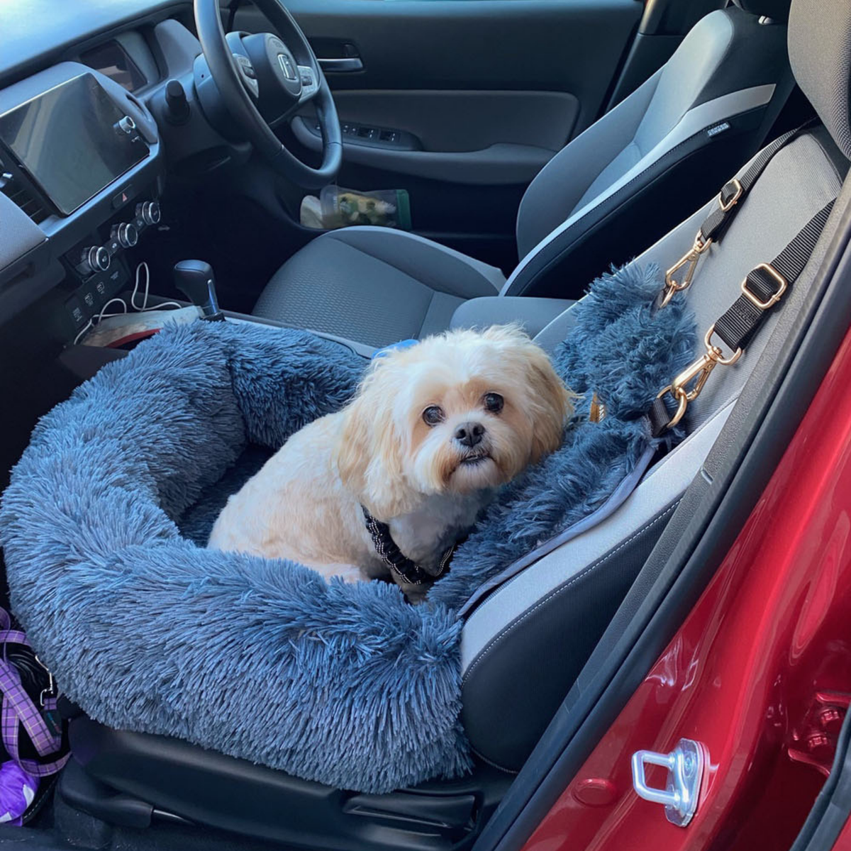 Protecting car bed for dogs with a small dog inside