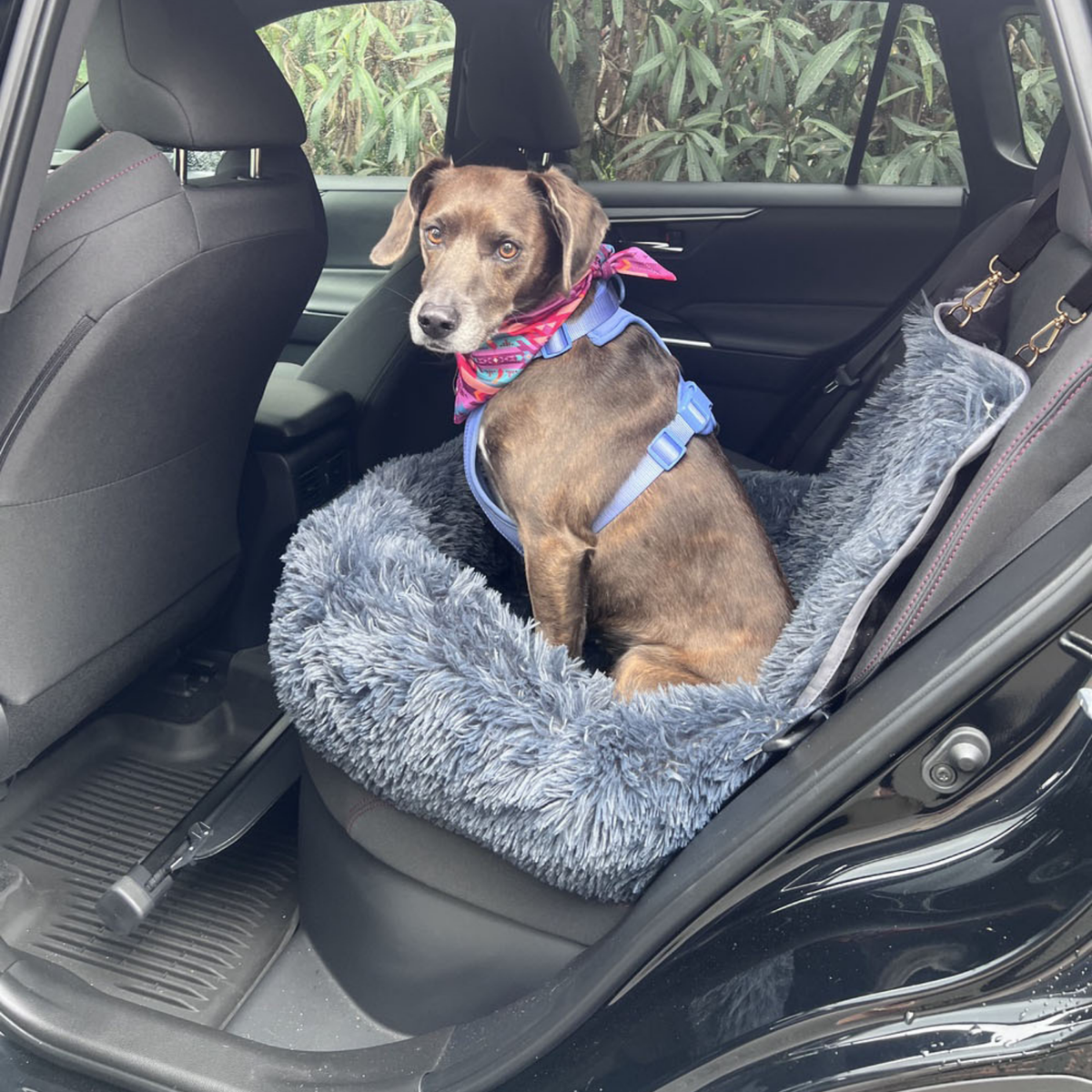 Protecting car bed for dogs with a small dog inside
