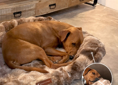 Luxurious orthopedic dog bed in a living room