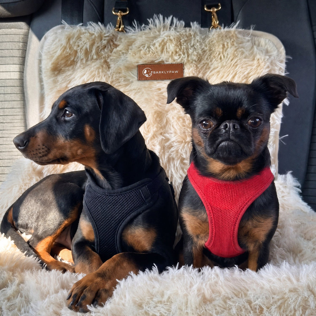 Protecting car bed for dogs with a small dog inside